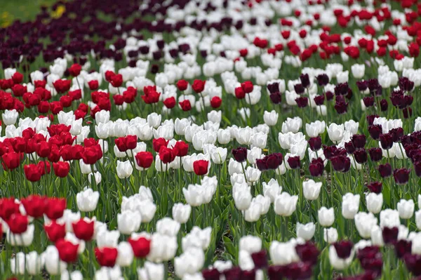 Viele Tulpen auf dem Beet — Stockfoto