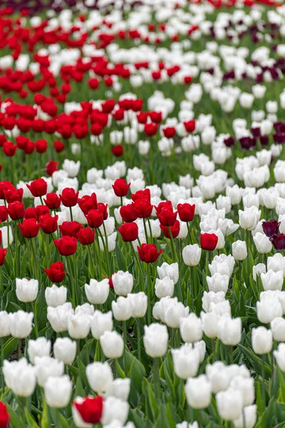 Viele Tulpen auf dem Beet — Stockfoto