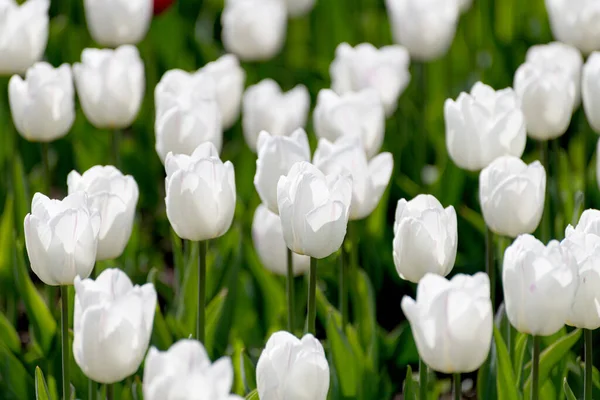 Many white varietal tulips on the flowerbed — Stock Photo, Image