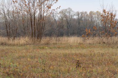 Rusya 'da sonbaharın sonlarında kır manzarası