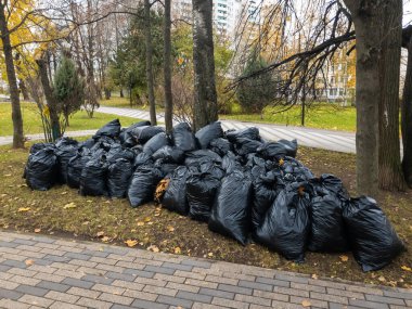 Düşen yapraklarla dolu bir sürü siyah plastik torba. Moskova, Rusya