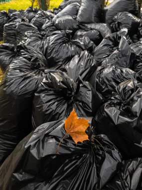Düşen yapraklarla dolu bir sürü siyah plastik torba. Moskova, Rusya