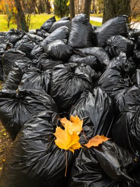 Düşen yapraklarla dolu bir sürü siyah plastik torba. Moskova, Rusya