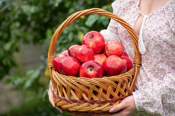 Woman Holding Wicker Basket Red Apples — Stock Photo, Image