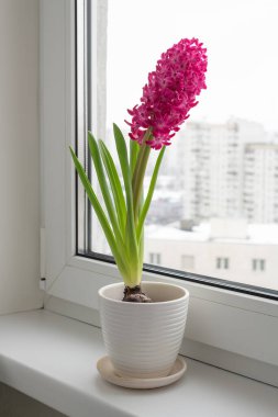 Pembe sümbül pencere eşiğinde duruyor.