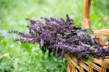 Baharatlı fesleğen dalları hasır bir sepette yatıyor.