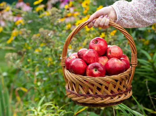 Woman Holding Wicker Basket Red Apples — Stock Photo, Image