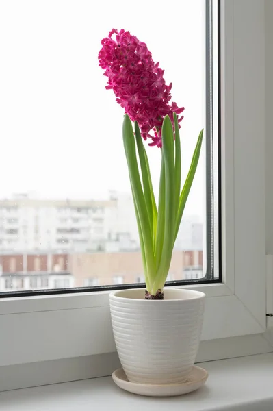 Pink Hyacinth Stands Windowsill — Stock Photo, Image