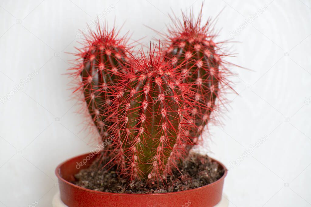 Cactus covered with red wax paint on white background