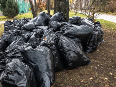 Düşen yapraklarla dolu plastik torbalar. Moskova, Rusya
