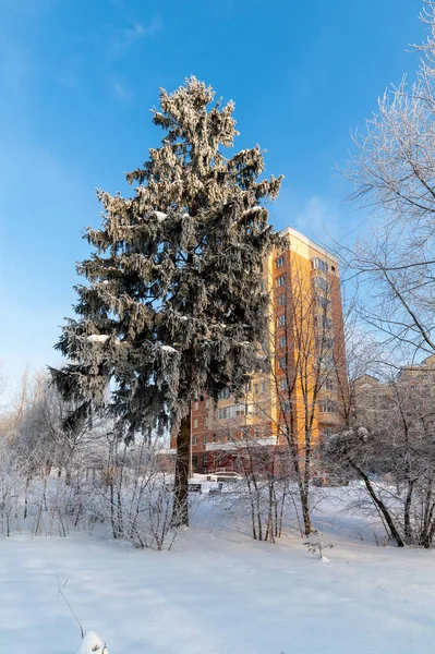 Rusya 'nın başkenti Moskova' nın 20 Zelenograd bölgesindeki bulvardaki Hoarfrost ağaçları