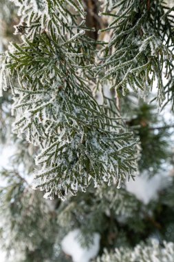 Firavun dalları kışın kışın kırağı kaplar. Yakın plan.