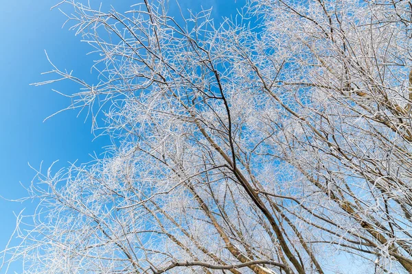 青空を背景に霜で覆われた木々の枝 — ストック写真