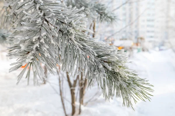 Pine Branches Hoarfrost City Park — Stockfoto
