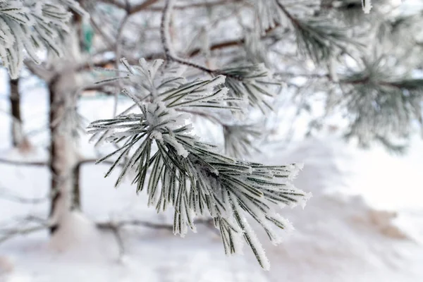 Pine Branches Hoarfrost City Park — Stockfoto