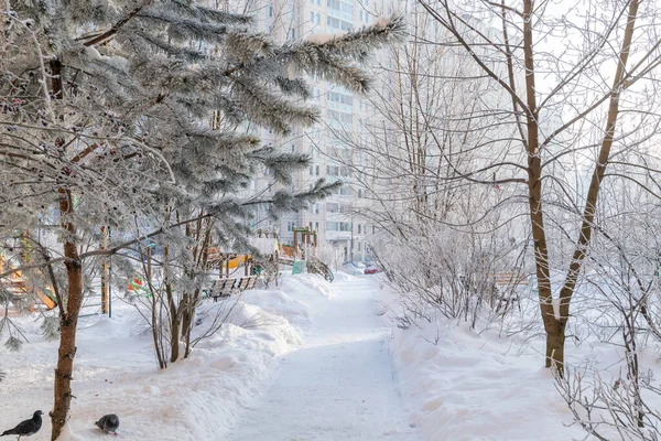 Trees Hoarfrost City Park Moscow Russia — Stock fotografie