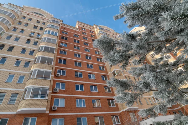 Pine Branch Hoarfrost Background Multi Storey Brick Residential Building Moscow — Stockfoto