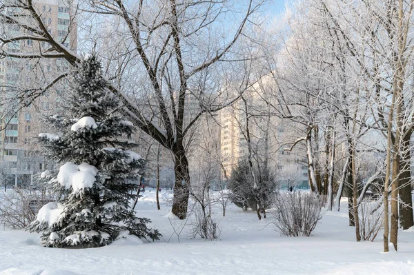 Moskova Rusya Bir Şehir Parkında Kırağı Olan Ağaçlar — Stok fotoğraf