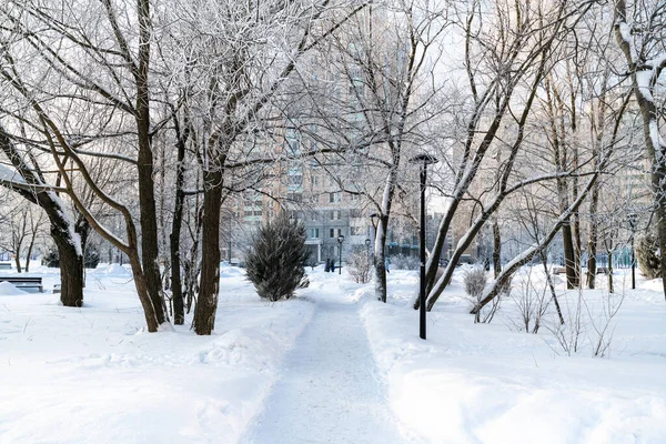 Bäume Raureif Eines Stadtparks Moskau Russland — Stockfoto