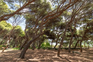 Foros Park 'ta dans eden çam ağaçları - Foros, Kırım' daki bir peyzaj parkı