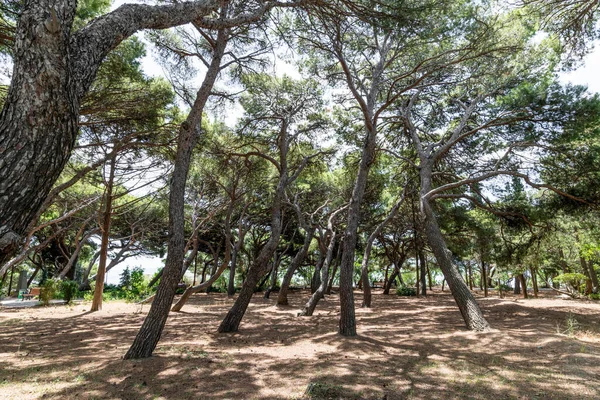 Pinhais Dançando Foros Park Parque Paisagístico Aldeia Foros Crimeia — Fotografia de Stock