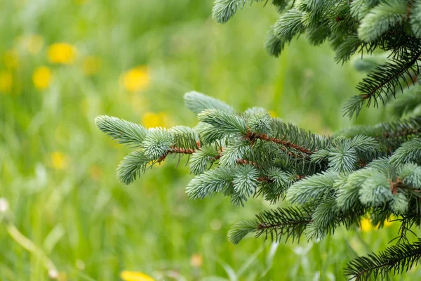 Sprig Young Spruce Background Grass Spring — Stock Photo, Image