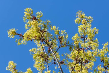 Mavi arka planda bol bol çiçek açan akçaağaç dalları