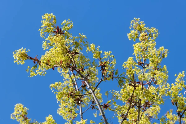 Overvloedig bloeiende esdoorn takken tegen de blauwe achtergrond — Stockfoto