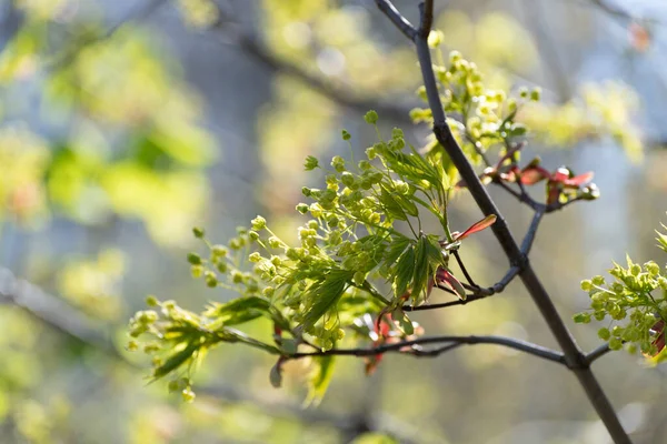 Overvloedig bloeiende esdoorntakken in het vroege voorjaar — Stockfoto