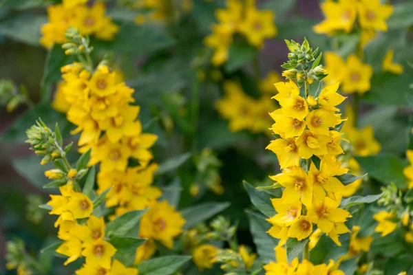 Flowerbed Lysimachia Vulgaris — Stock Photo, Image