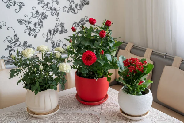 Tre blommor i kruka står på bordet i rummet — Stockfoto