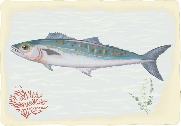 Mackerel — Stock Illustration Mackerel Vector Graphics