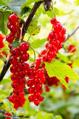 Kırmızı kuş üzümü