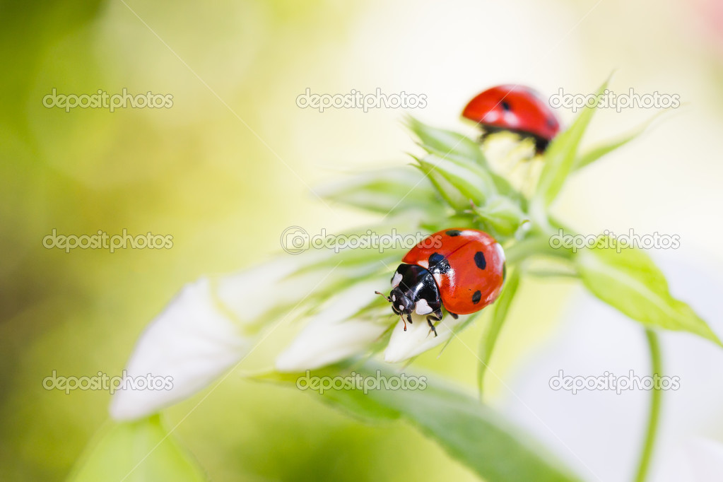 Ladybug resting on flower,