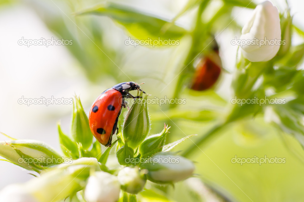 Ladybug resting on flower,