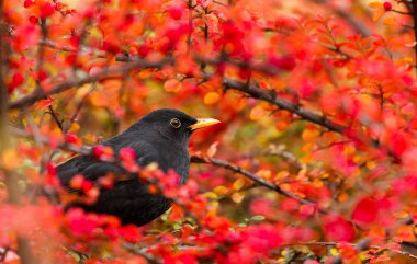 Yaygın karatavuk (Turdus merula)