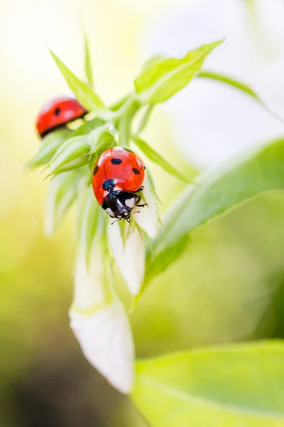 Joaninha descansando na flor , — Fotografia de Stock