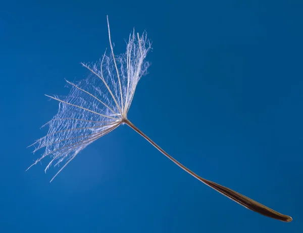 Parachute seed — Stock Photo, Image