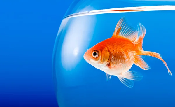 Goldfish — Stock Photo, Image