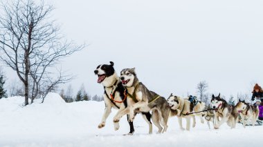 an fotoğrafları - köpek kızağı yakaladı