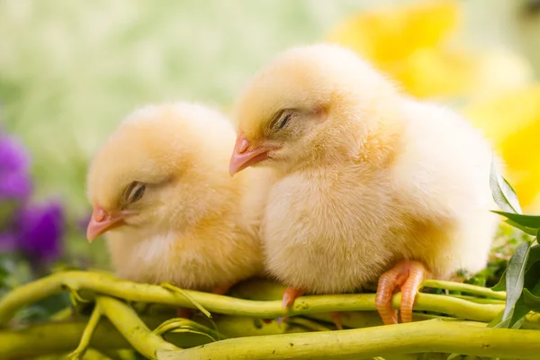 Schöne kleine schlafende Hühner — Stockfoto