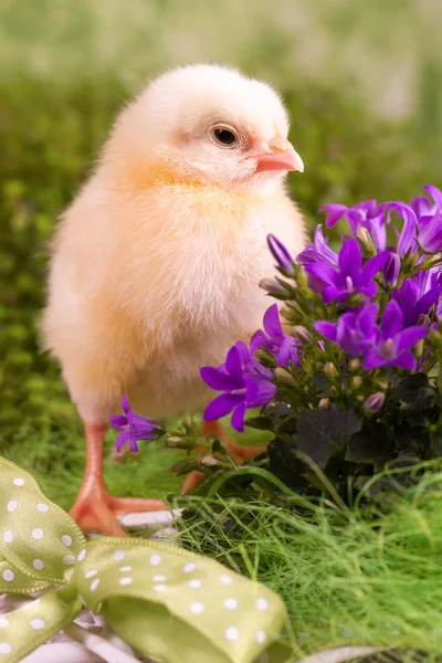 Beautiful little chicken — Stock Photo, Image