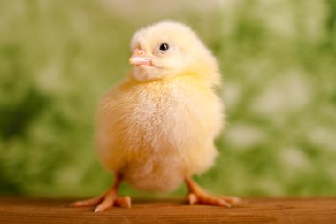 güzel küçük tavuk