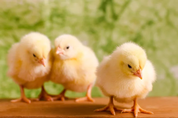 Beautiful little chickens — Stock Photo, Image