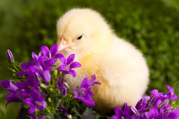 Красивые маленькие цыплята — стоковое фото