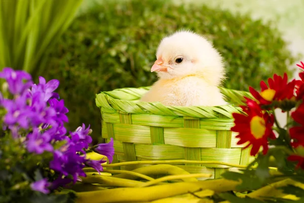 Beautiful little chicken — Stock Photo, Image