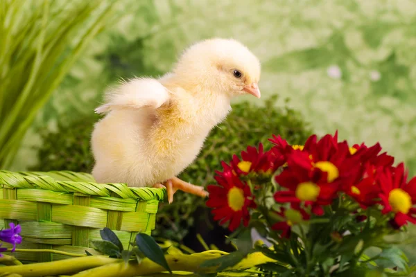 Frango pequeno bonito — Fotografia de Stock