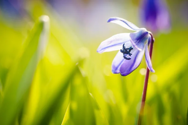 Scilla sibirica — Fotografia de Stock