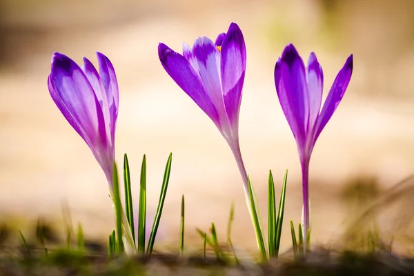 Crocus heuffelianus — Stock Photo, Image