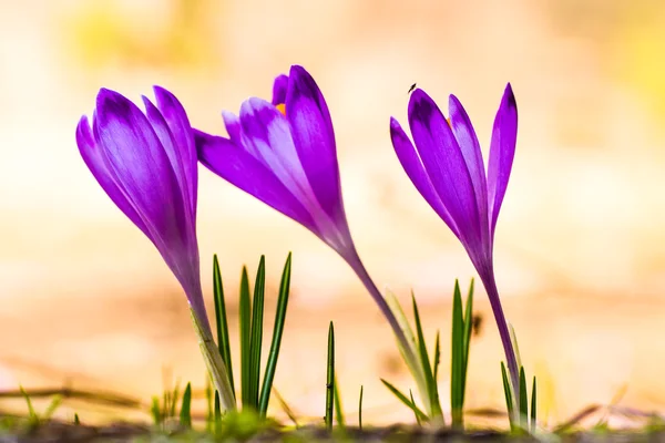 Crocus heuffelianus — Stock fotografie